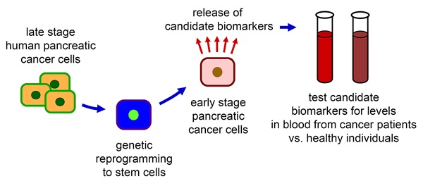 diagram of Novel method for discovering pancreatic cancer biomarkers